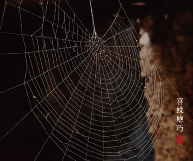 看到蜘蛛代表什么寓意（看到蜘蛛代表什么寓意,把它捏死了）-第4张图片-昕阳网