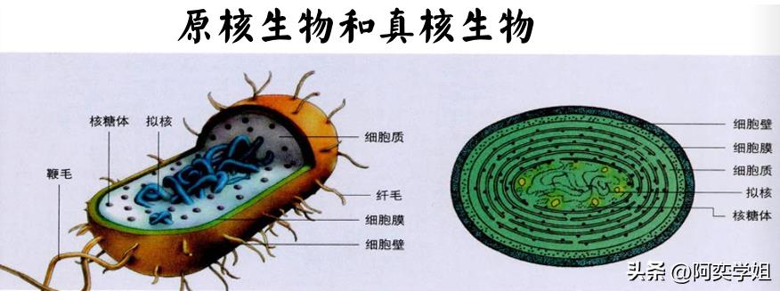原核生sheng物有哪些（酵母菌是真核还是原yuan核）-悠嘻资讯网