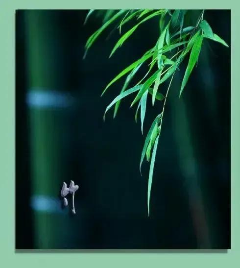 咬定青山不放松是什么植物（咬定青山shan不放松指的是什么树）-第15张图片-悠嘻资zi讯网