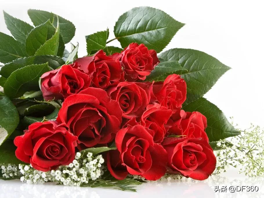16朵粉玫瑰gui花语是什么意思（16朵粉玫瑰的花语和寓意）